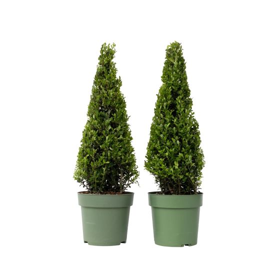 Japanin puksipuu - 2 kpl. - Ilex crenata 'Jenny' - Korkeus 55-65cm - ⌀21cm
