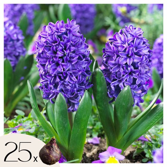 Hyasintti - 25 kpl - Hyacinthus 'Blue Trophy' - Kukkasipulit - Sininen
