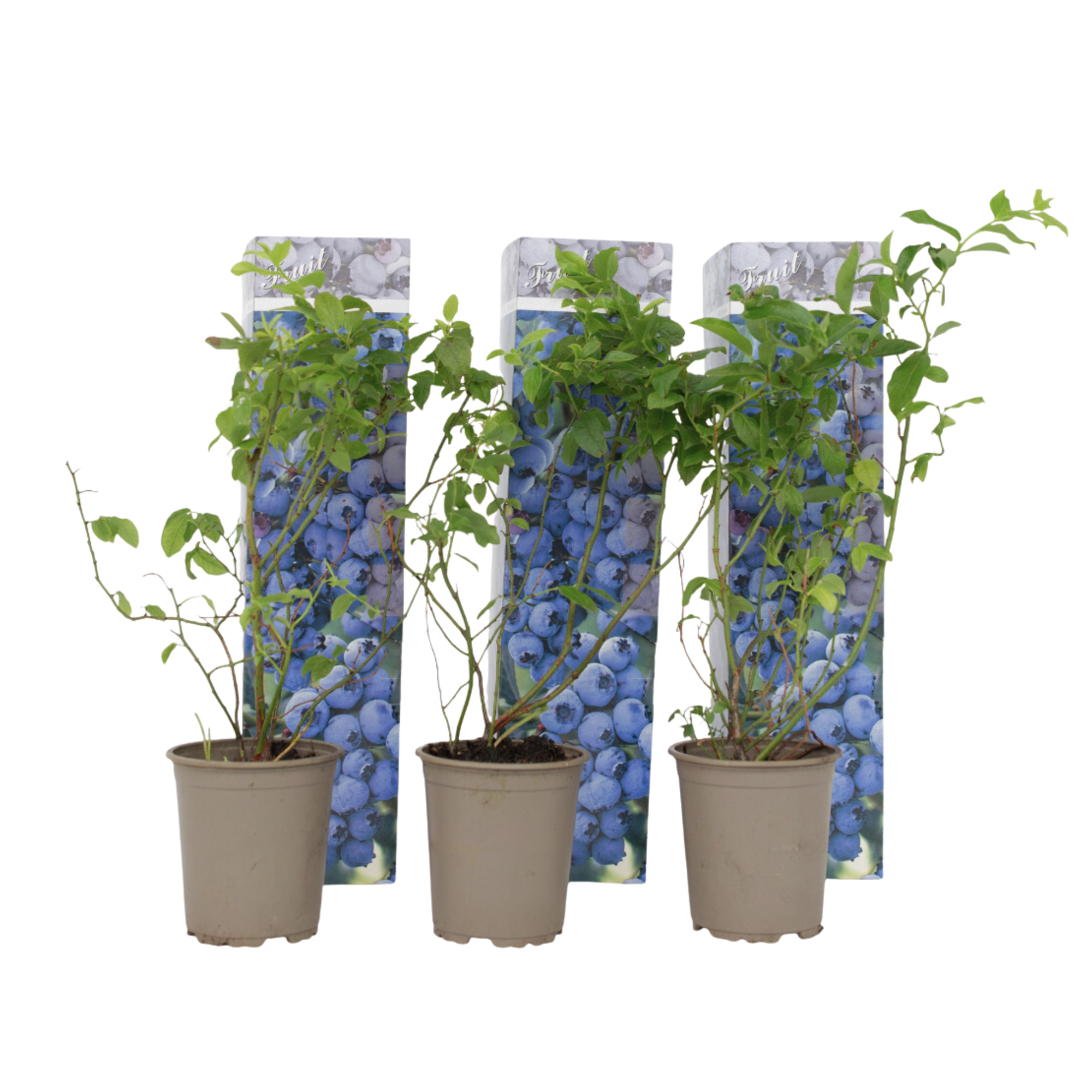 Mustikka - 3 kpl - Vaccinium corymbosum 'Sunshine Blue' - Korkeus 25-40cm - ⌀9cm