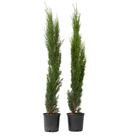 Italiaansypressi - 2 kpl. - Cupressus sempervirens - Korkeus 70-80cm - ⌀19cm