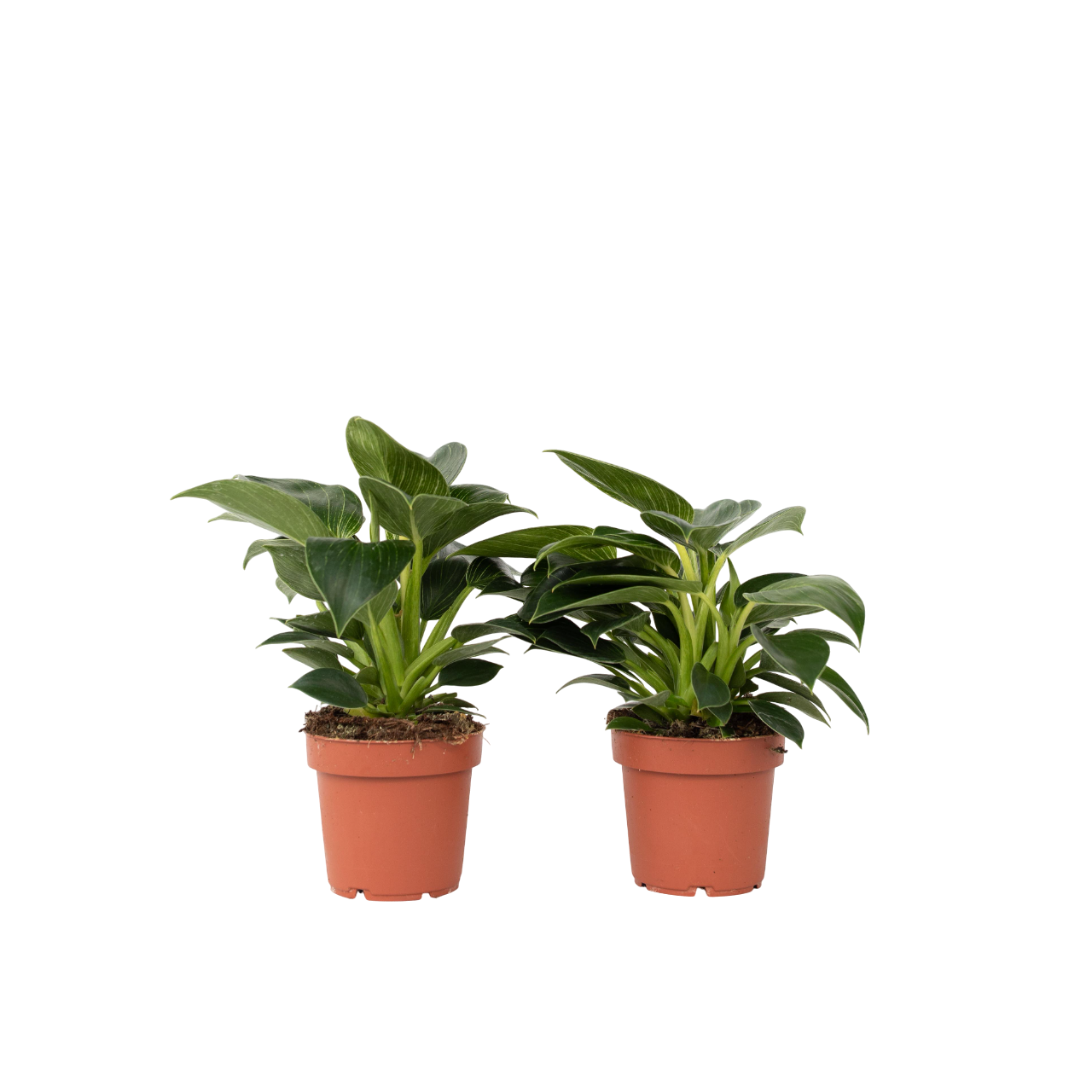 Sydänkasvi - 2 kpl - Philodendron 'White Wave' - Korkeus 25-40cm - ⌀12cm