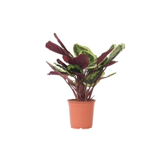 Rukouskasvi - Calathea 'Marion' - Korkeus 60–70cm - ⌀21cm