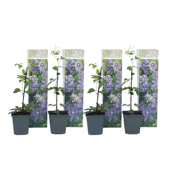 Nahkakukka - 4 kpl - Clematis hybrid 'Taiga' - Korkeus 25-40 cm - ⌀9 cm
