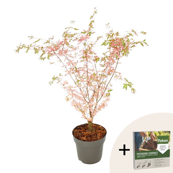 Japanin vaahtera - Acer palmatum 'Taylor' - Korkeus 50-60cm - ⌀19cm