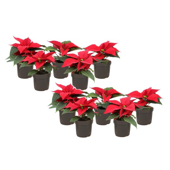 Joulutähti - 10 kpl - Euphorbia pulcherrima - Korkeus 5–10cm - ⌀7cm