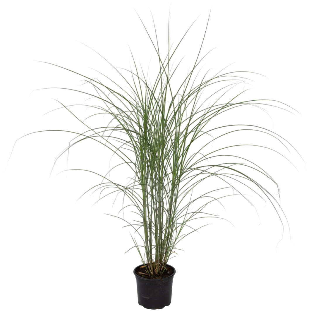 Kiinansilkkiheinä - Miscanthus 'Kleine Silberspinne' - Korkeus 20-30cm - ⌀23cm