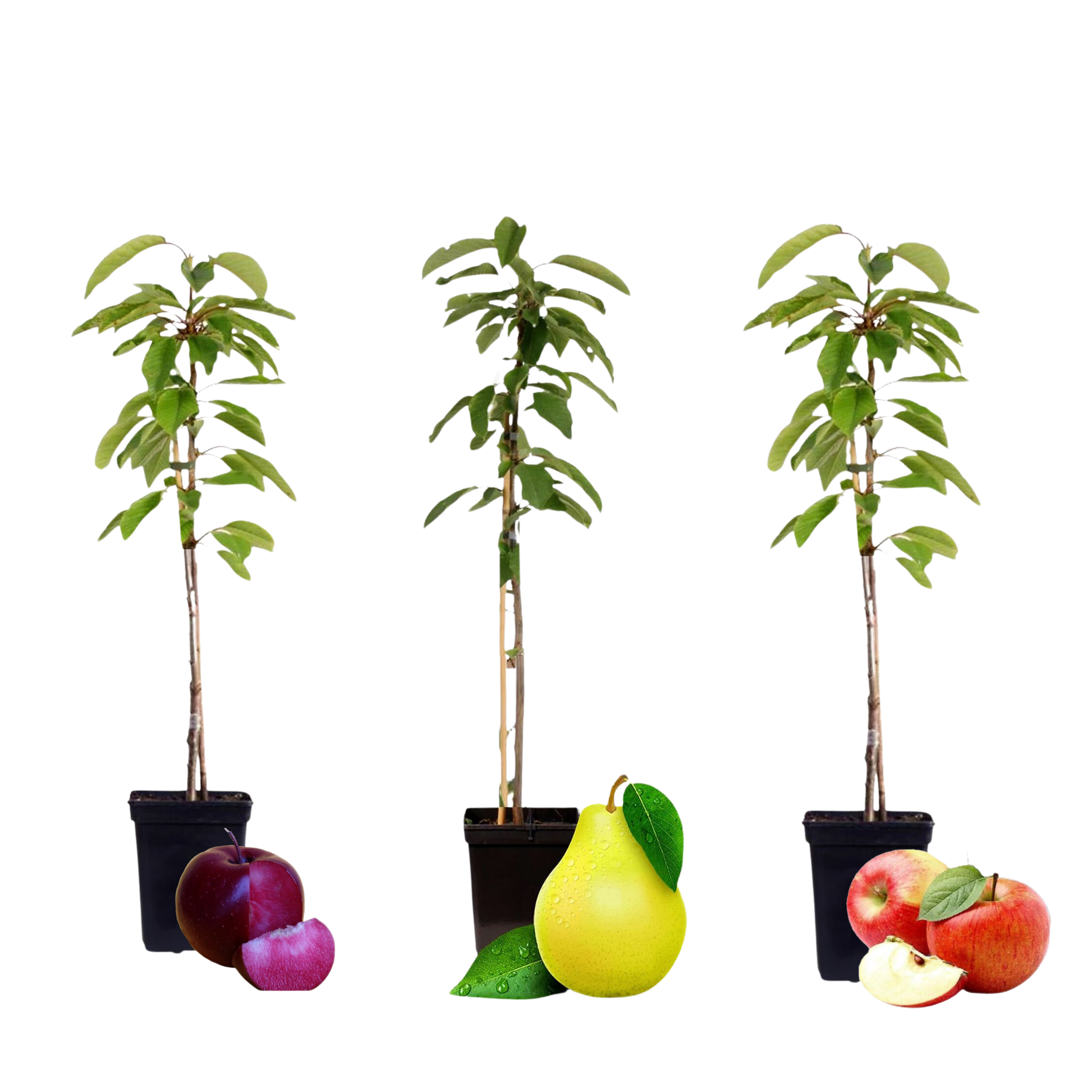 Hedelmäpylväät - 3 kpl - Omena päärynä - Korkeus 60-70 cm - ⌀9 cm