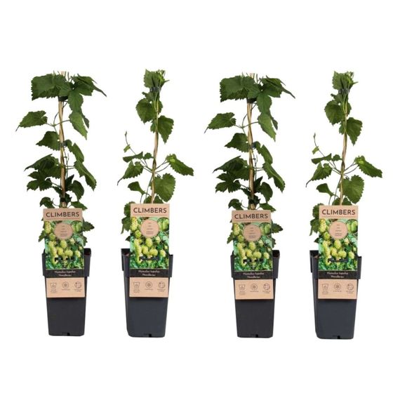 Humala - 4 kpl - Humulus lupulus 'Nordbrau' - Korkeus 50-60 cm - ⌀15 cm