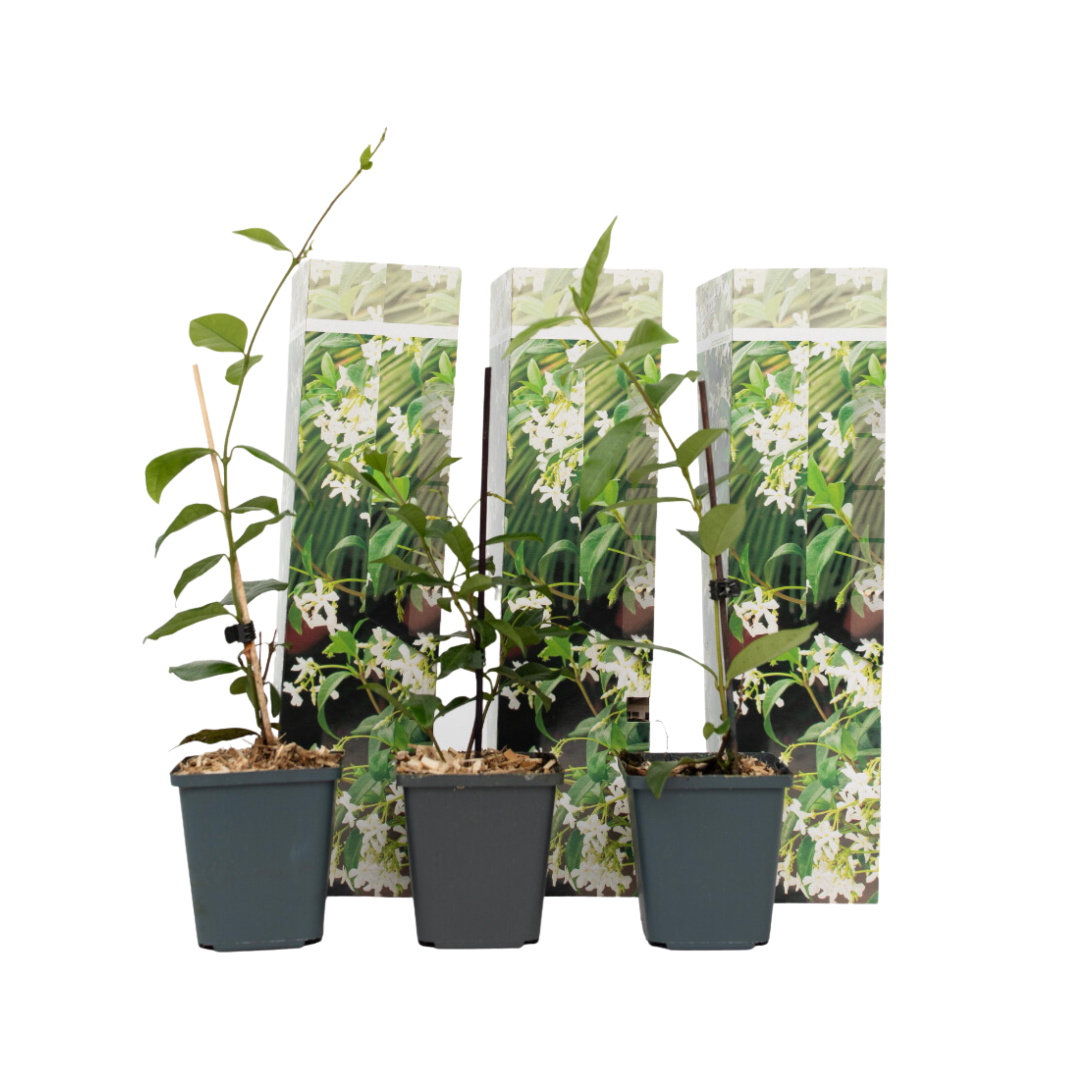 Jasmiinitähti - 3 kpl - Trachelospermum jasminoides - Korkeus 25-40cm - ⌀9cm