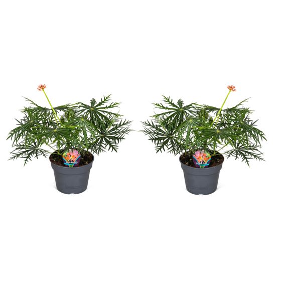 Korallikasvi - 2 kpl - Jatropha multifida - Korkeus 40-50 cm - ⌀17 cm