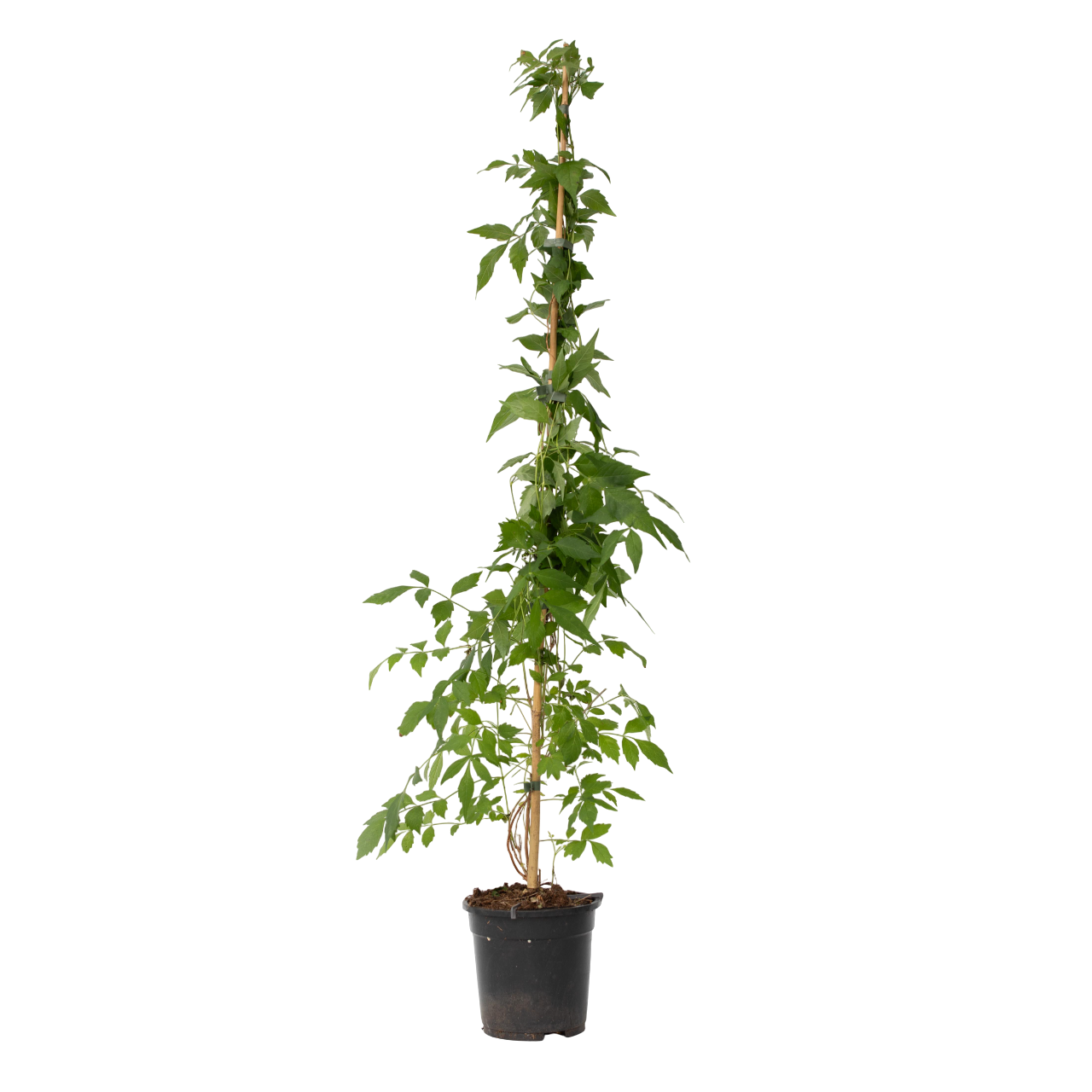 Torviviini - Campsis radicans 'Flava' - Korkeus 110-120cm - ⌀17cm