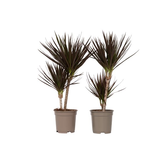 Madagaskarin lohikäärmepuu - 2 kpl - Dracaena 'Magenta' - K70-80cm - ⌀17cm
