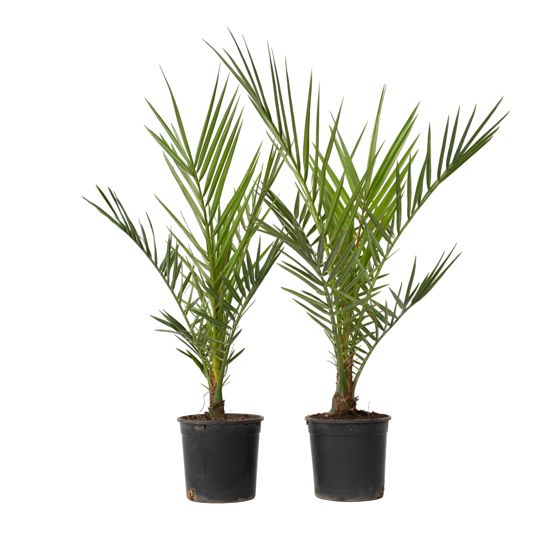 Kanariinipalmu - 2 kpl - Phoenix canariensis - Korkeus 50-60 cm - ⌀15 cm