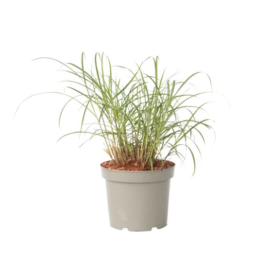 Kiinansilkkiheinä - Miscanthus sinensis 'Red Chief' - Korkeus 40-60cm - ⌀23cm