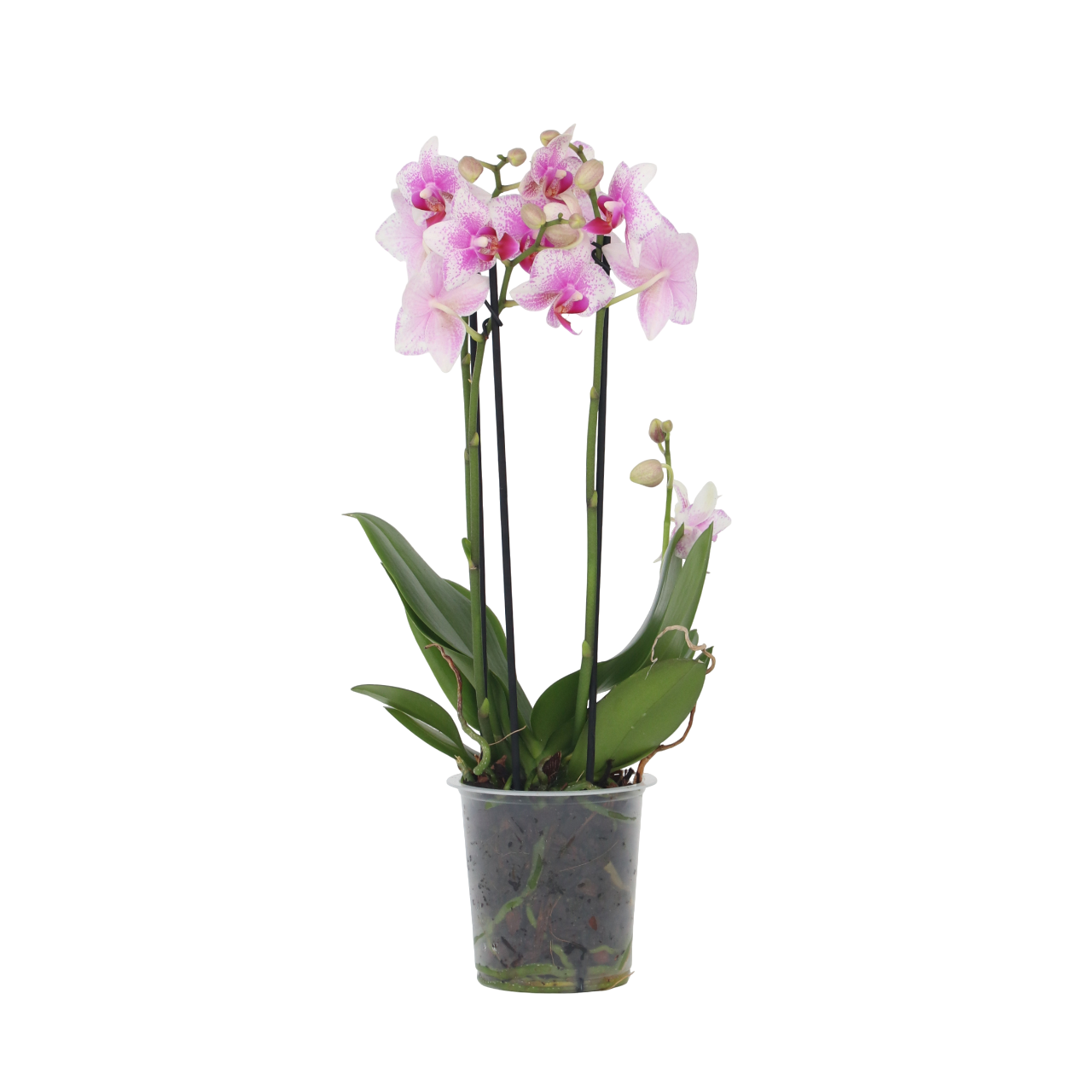 Perhoskämmekkä - Phalaenopsis Multiflora - Korkeus 35-45 cm - ⌀12 cm