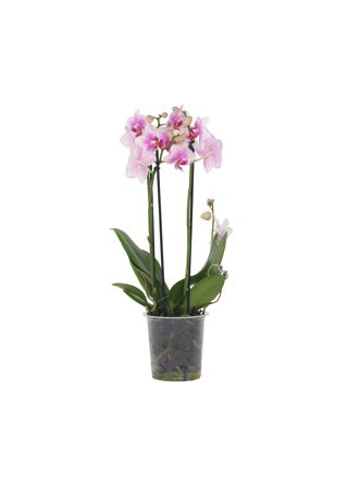 Perhoskämmekkä - Phalaenopsis Multiflora - Korkeus 35-45 cm - ⌀12 cm