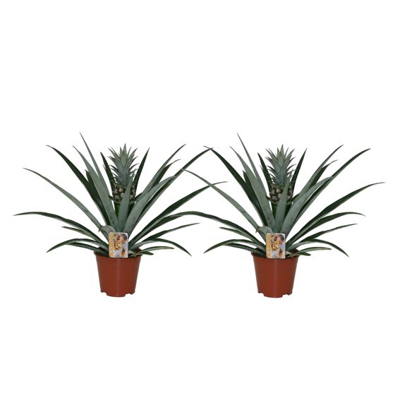 Ananas - 2 kpl - Ananas comosus - Korkeus 45–55cm - ⌀14cm