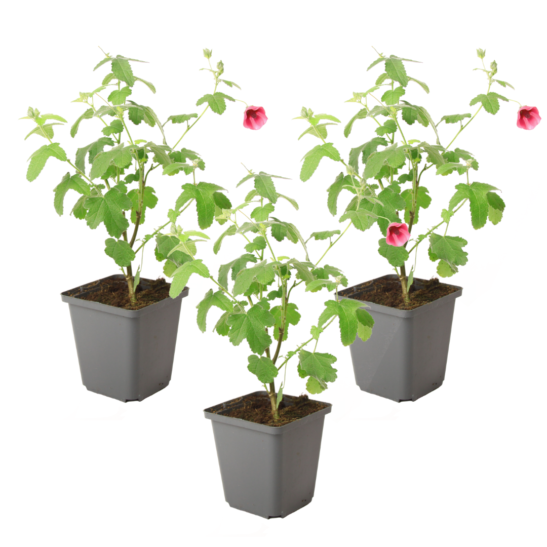 Kapinmalva - 3 kpl - Anisodontea capensis 'El Rayo' - Korkeus 25-40cm - ⌀9cm