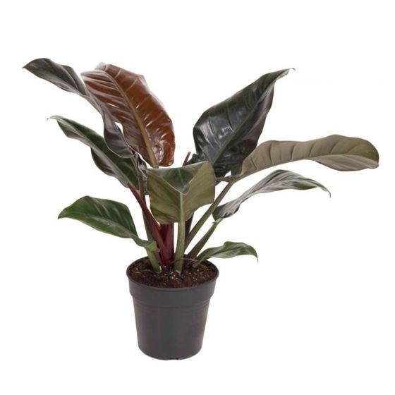 Sydänkasvi - Philodendron 'Imperial Red' - Korkeus 50cm - ⌀19cm