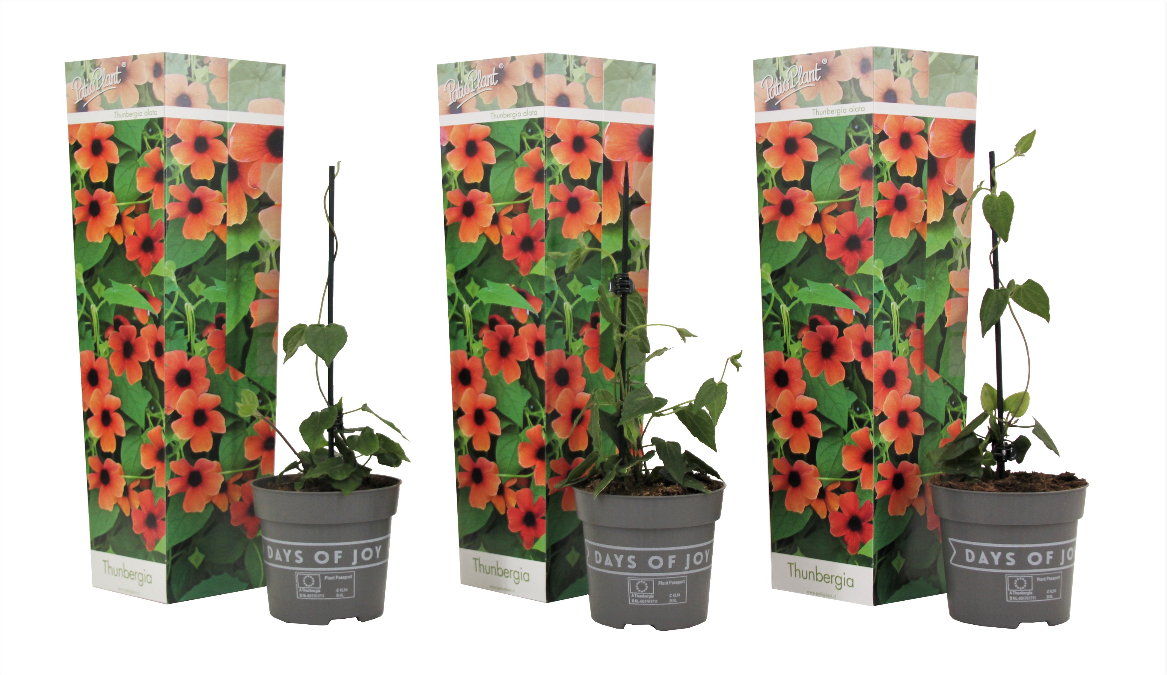 Mustasilmäsusanna - 3 kpl - Thunbergia 'Arizona Red' - Korkeus 25-40cm - ⌀9cm