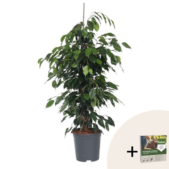 Itkevä viikuna - Ficus benjamina 'Danielle' - Korkeus 100-110cm - ⌀21cm