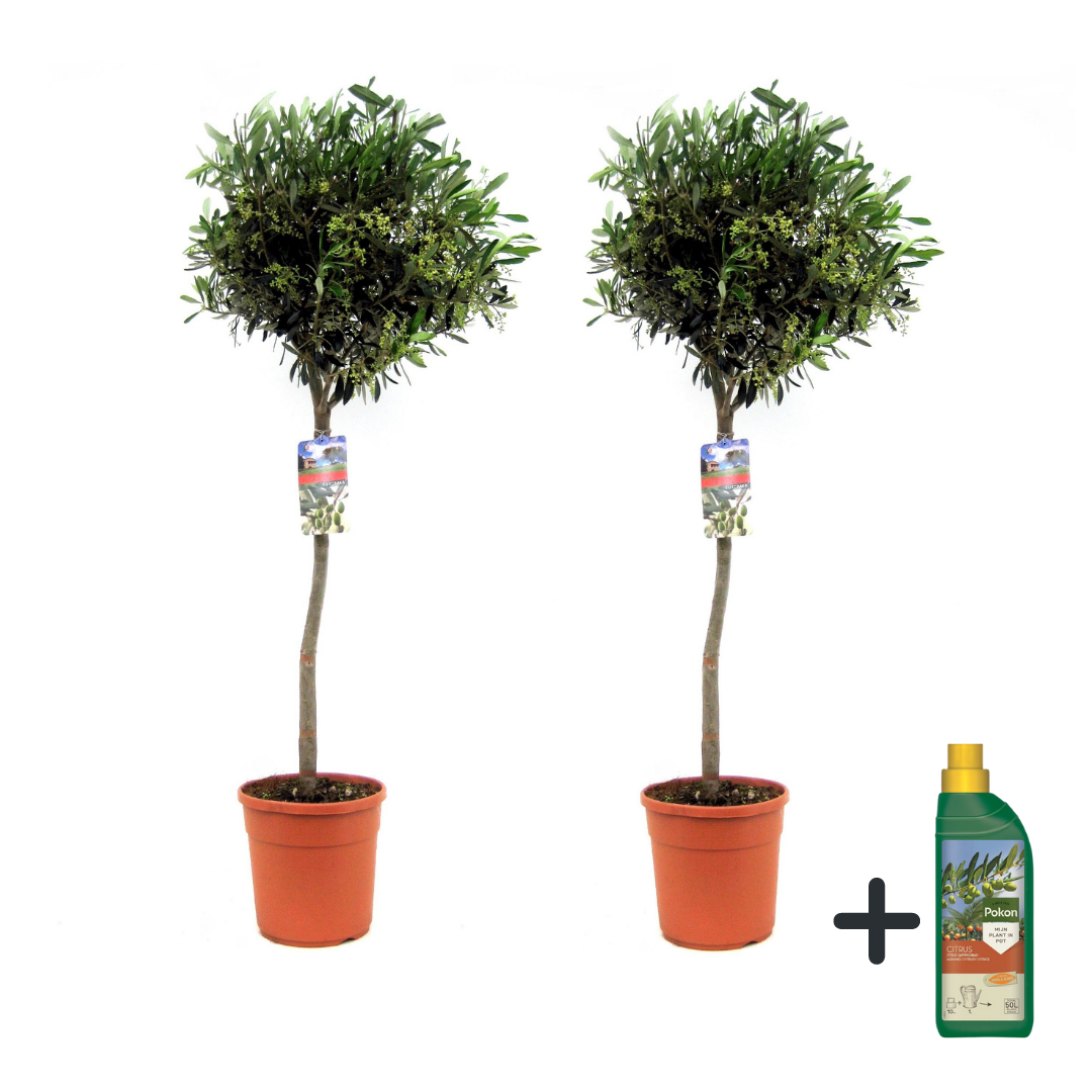 Öljypuu - 2 kpl - Olea europaea - Korkeus 90-100cm - ⌀21cm