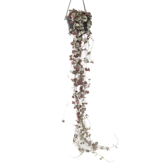 Sydänten ketju - Ceropegia linearis Woodii - Korkeus 20-30cm - ⌀14cm