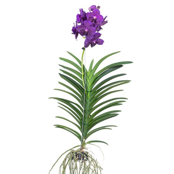 Vanda-orvokki - Vanda 'Velvet Blackberry' - Korkeus 80-90cm