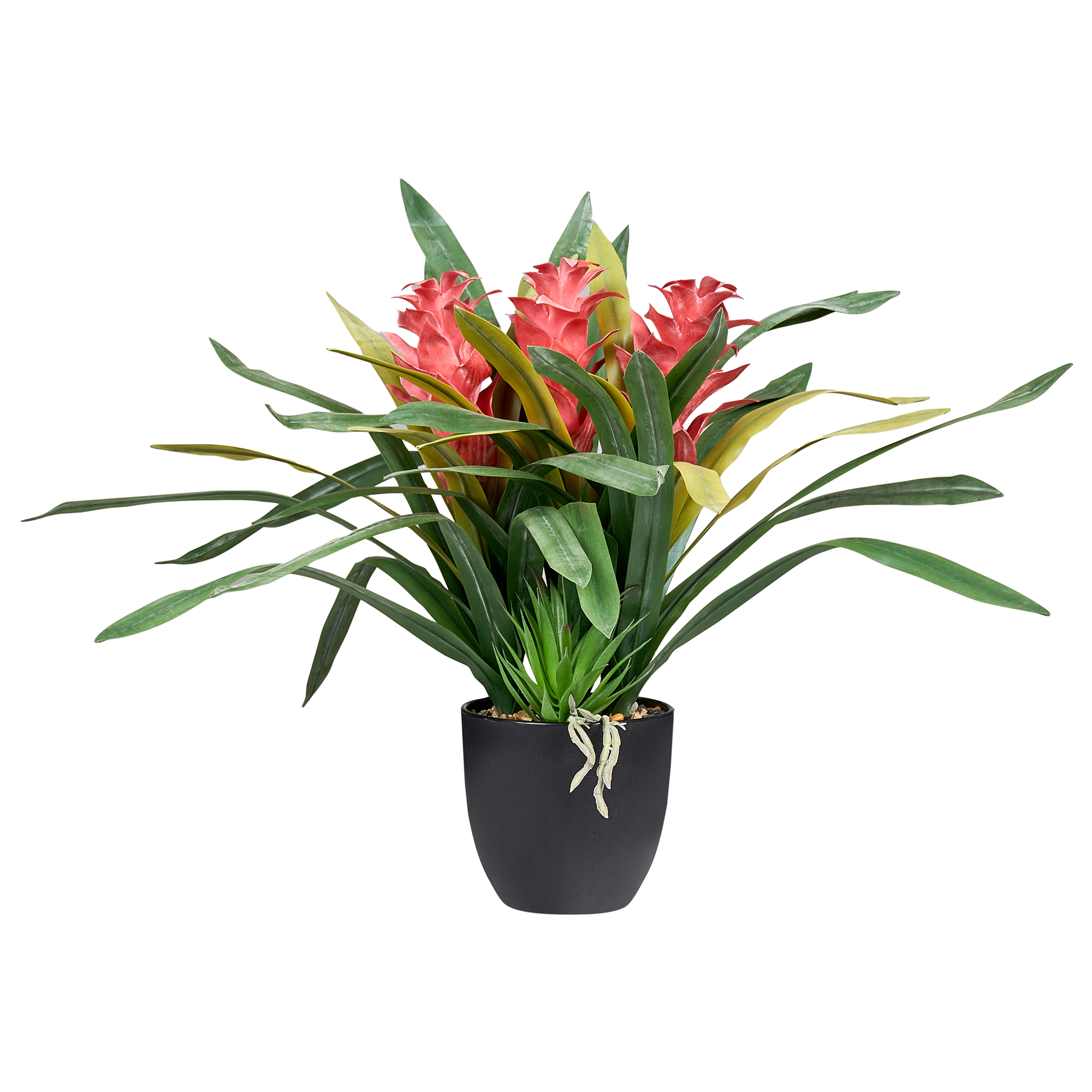 Tekokasvi GUZMANIA ATILLA 50 cm Vihreä