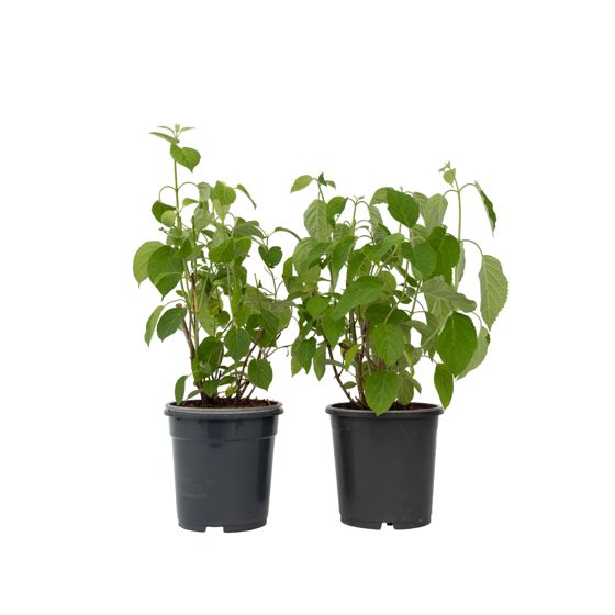 Hortensia - 2 kpl - Hydrangea 'Pink Annabelle' - Korkeus 40-50cm - ⌀19cm