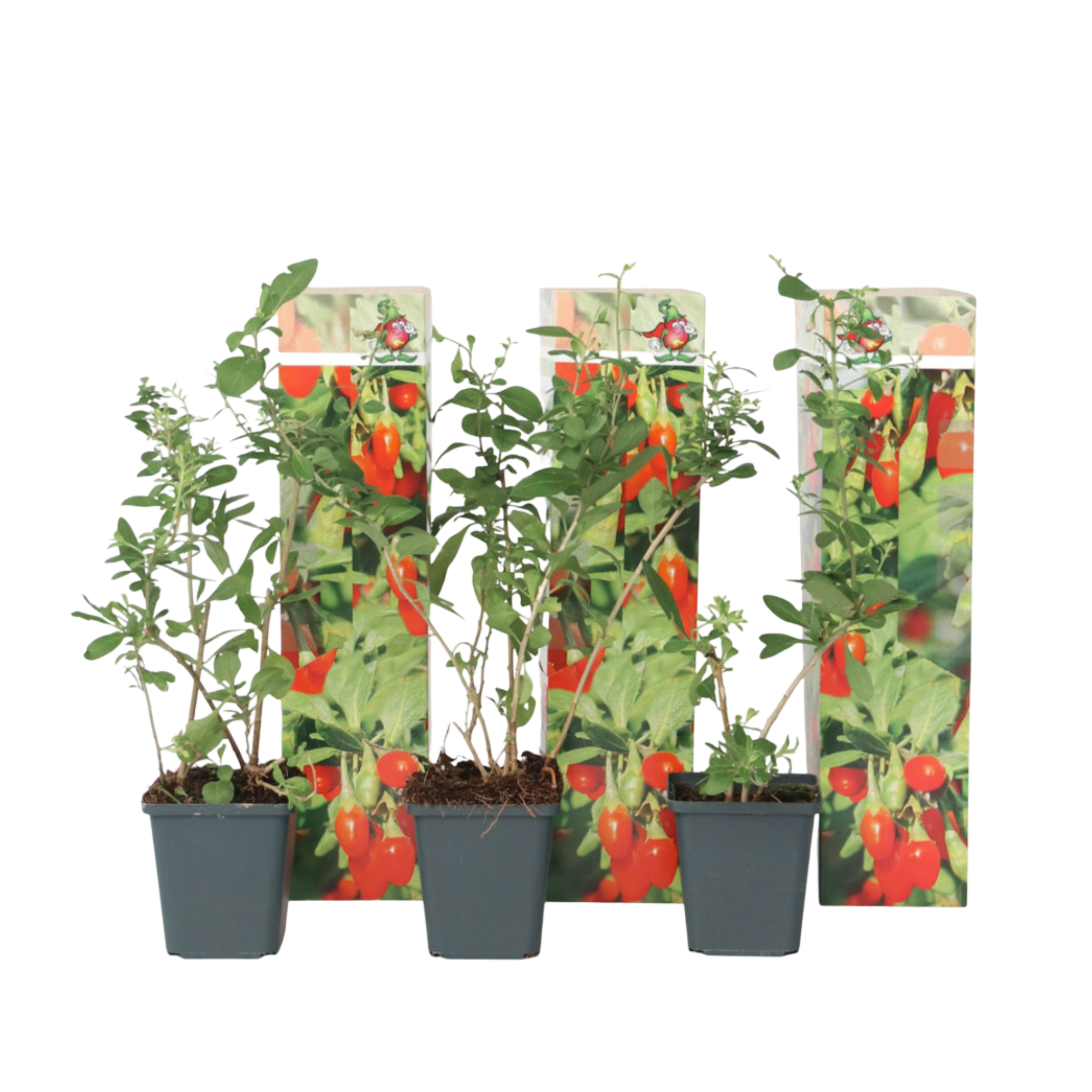 Goji-marjat - 3 kpl - Lycium barbarum - Korkeus 25-40 cm - ⌀9 cm