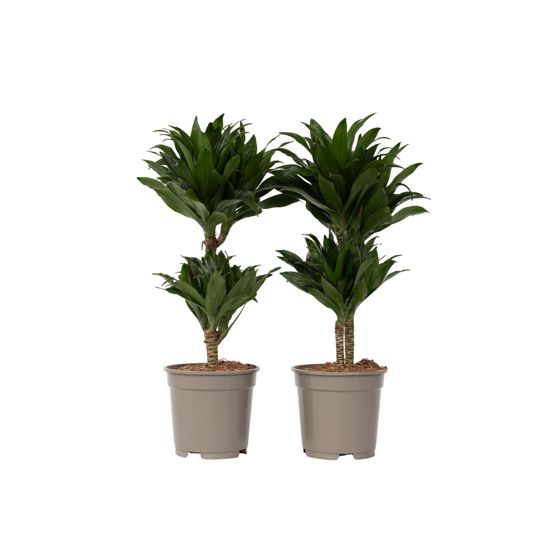 Lohikäärmipuu - 2 kpl - Dracaena surculosa - Korkeus 50-65cm - ⌀17cm