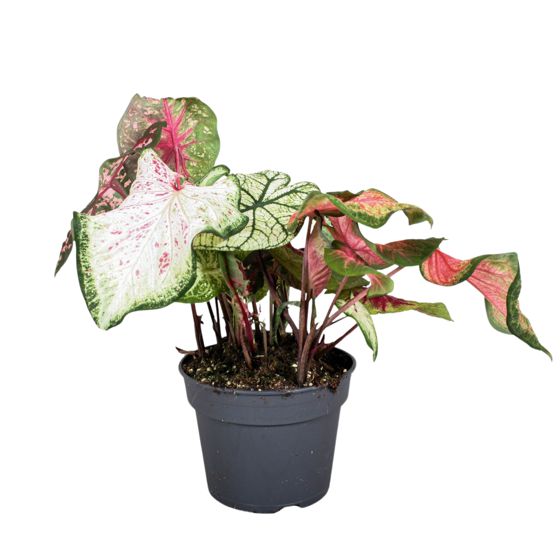 Enkelinsiivet - Caladium 'Carnaval' - Korkeus 40-50cm - ⌀17cm
