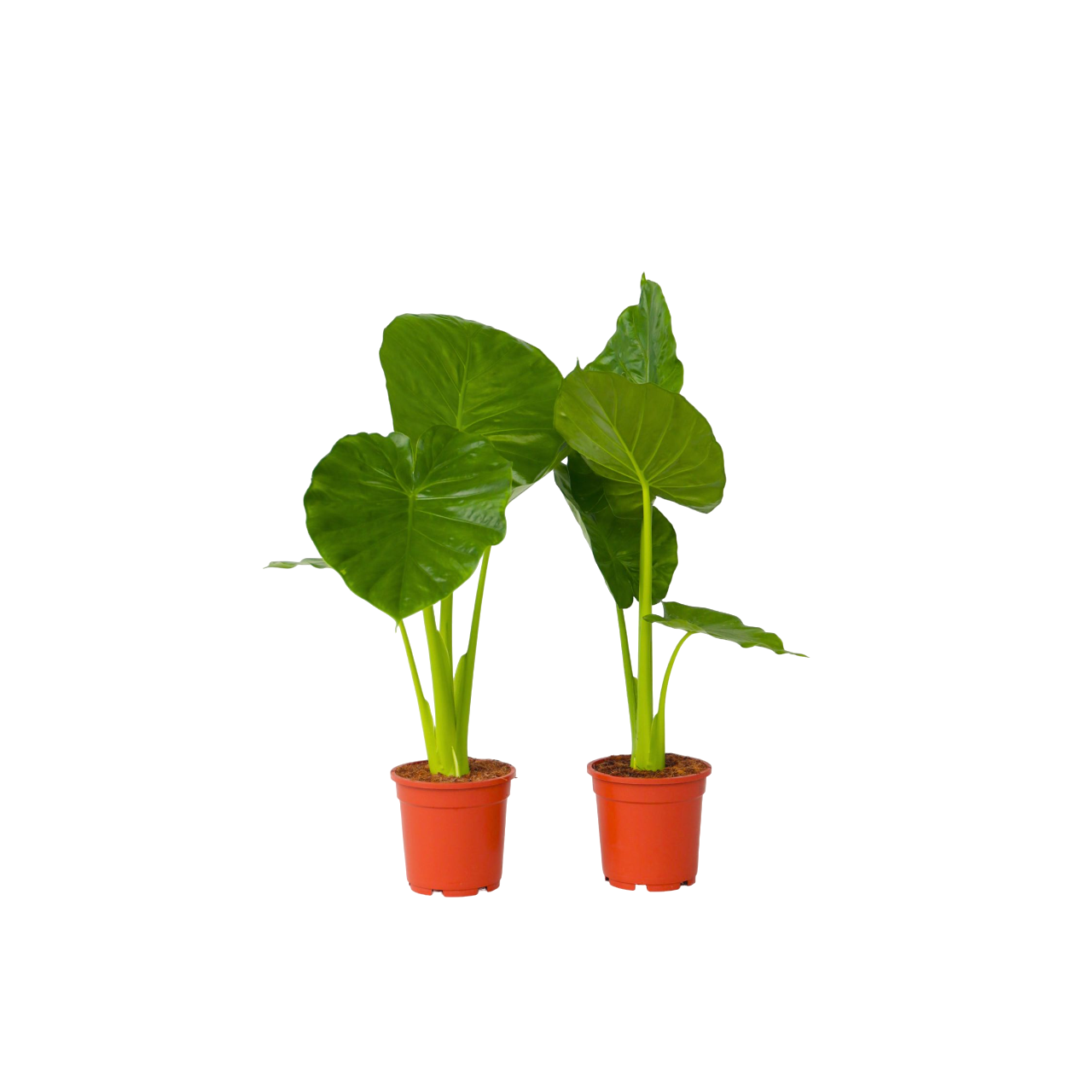 Juurakkovehka - 2 kpl - Alocasia 'Odora' - Korkeus 55-75cm - ⌀17cm