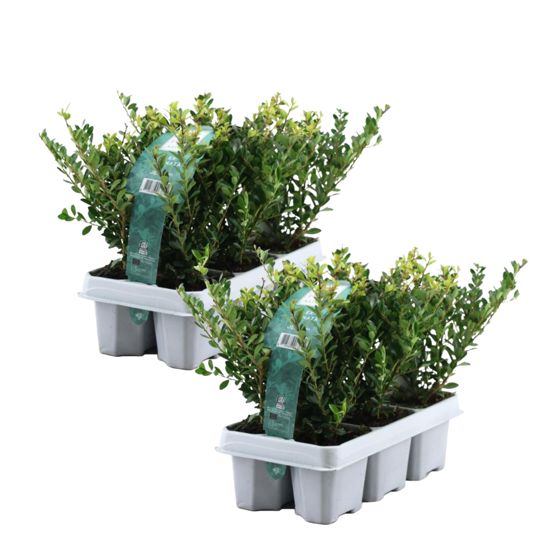 Japanin puksipuu - 12 kpl. - Ilex crenata 'Jenny' - Korkeus 10-20cm - ⌀9cm