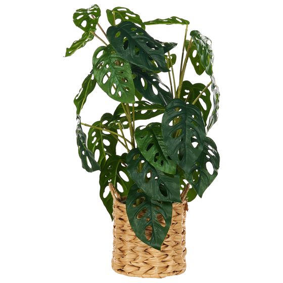 Tekokasvi MONSTERA ADANSONII 53 cm Vihreä