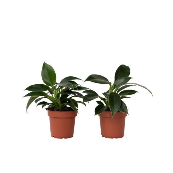 Sydänkasvi - 2 kpl - Philodendron 'Green Princess' - Korkeus 20-30cm - ⌀12cm