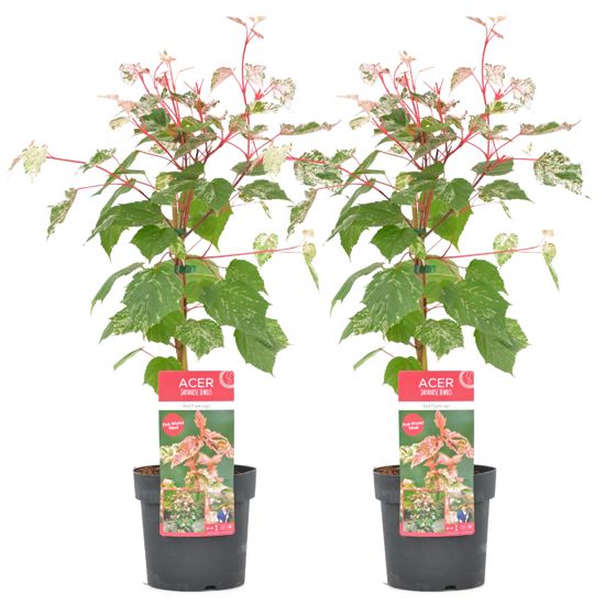 Japanin vaahtera - 2 kpl - Acer conspicuum 'Red Flamingo' - K50-60cm - ⌀19cm