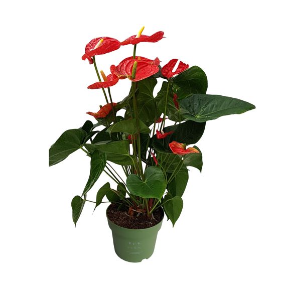 Anthurium - 'Madural Red' - Korkeus 55-70cm - ⌀17cm