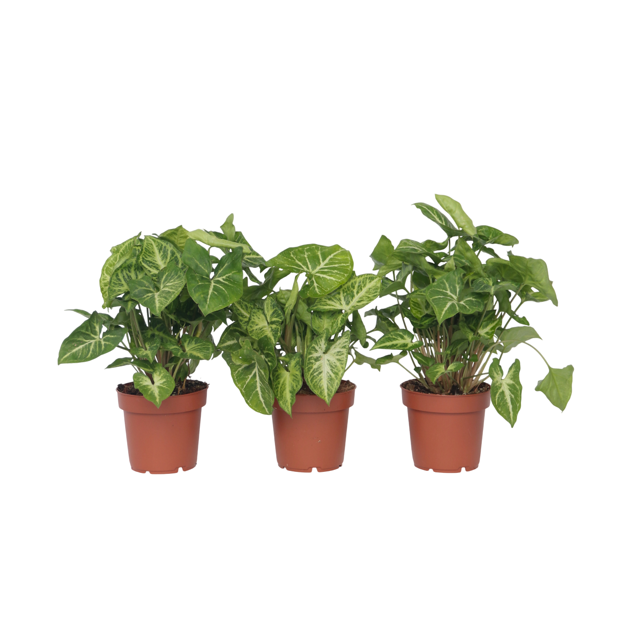 Nuoliköynnös 'Red Heart' - 3 kpl - Syngonium 'Pixie' - Korkeus 25-40cm - ⌀12cm