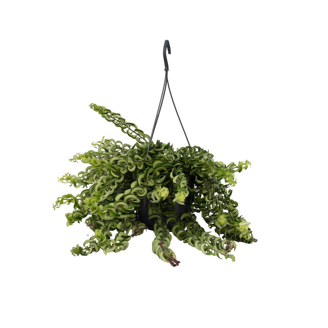 Huulipuna-kasvi - Aeschynanthus pulcher - Korkeus 20-30 cm - ⌀15 cm