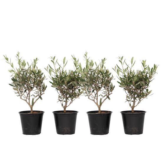 Tavallinen oliivipensas - 4 kpl - Olea europaea - Korkeus 25-40 cm - ⌀14 cm