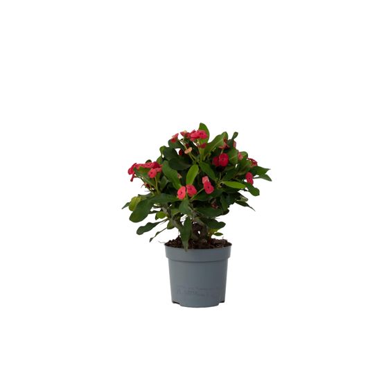 Piikkikruunu - Euphorbia 'Milii' - Korkeus 25-35 cm - ⌀13 cm
