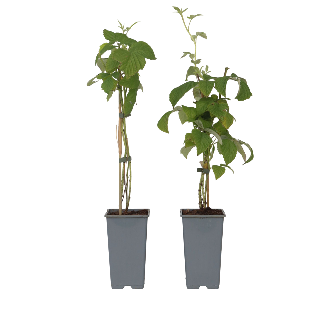 Vadelmapensas - 2 kpl. - Rubus idaeus 'Malling Promise' - K50-60cm - ⌀15cm