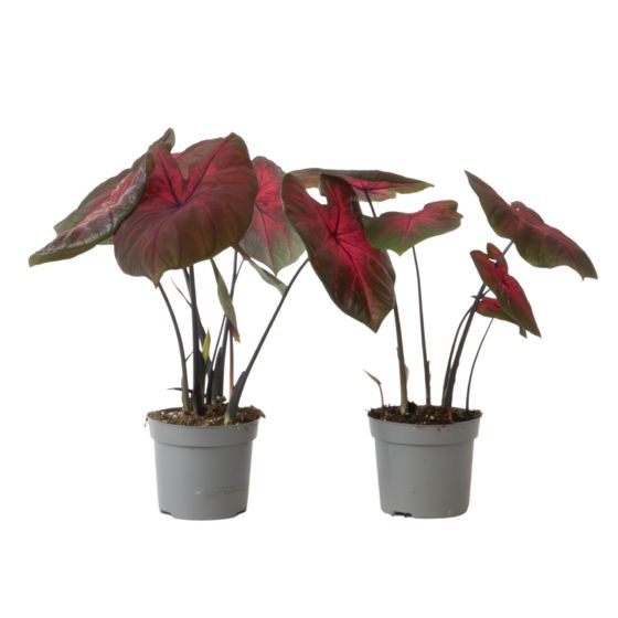 Enkelinsiivet - 2 kpl - Caladium 'Postman Joyner' - Korkeus 25-40cm - ⌀12cm