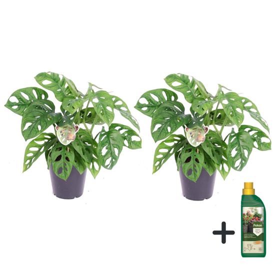 Mini juustomonstera - 2 kpl - Monstera 'Monkey Mask' - Korkeus 25-30 cm - ⌀12 cm