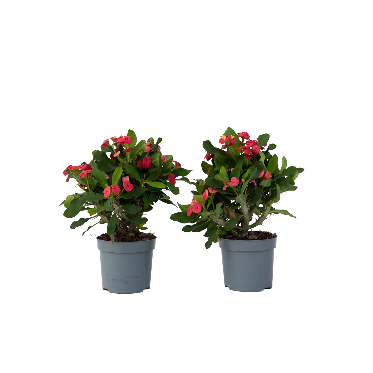 Piikkikruunu - 2 kpl - Euphorbia 'Milii' - Korkeus 25-35 cm - ⌀13 cm