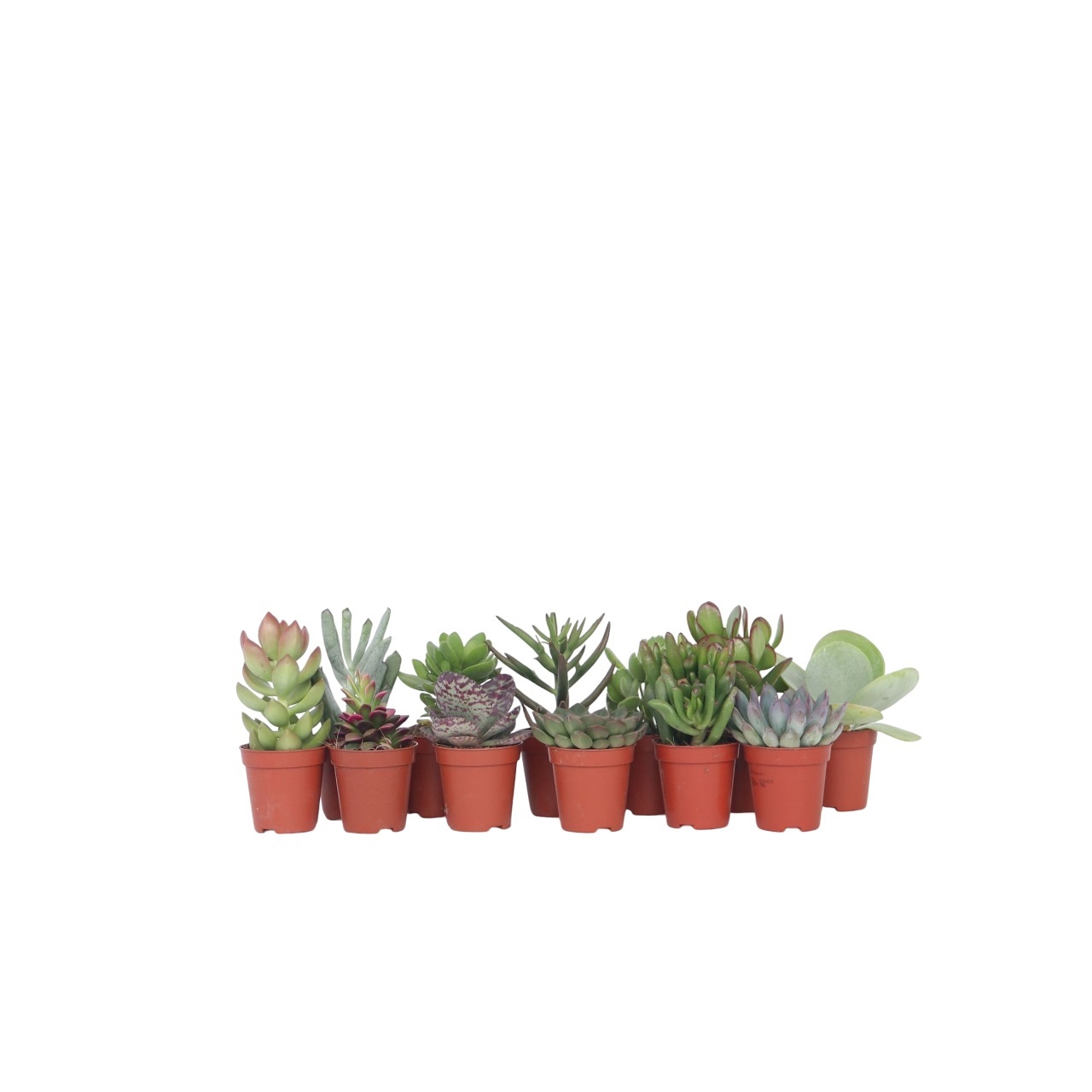 Pienet mehikasvit - 12 kpl. - Mehikasvisekoitus - Korkeus 5-10cm - ⌀55cm