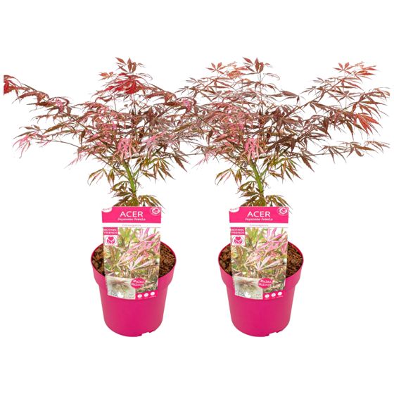 Japanin vaahtera - 2 kpl - Acer palmatum 'Extravaganza' - K50-60cm - ⌀19cm