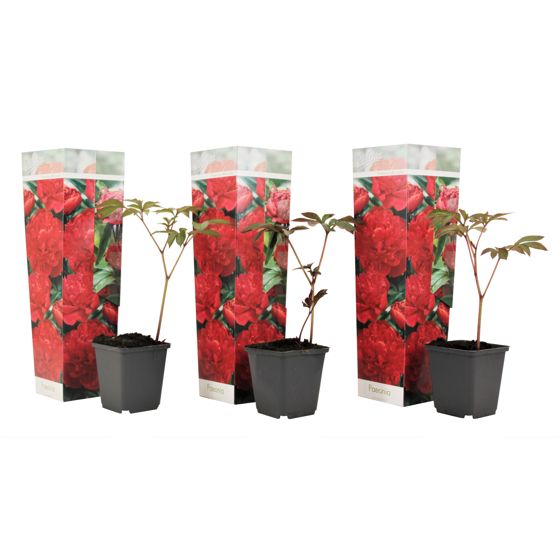 Pioni - 3 kpl - Paeonia officinalis 'Rubra Plena' - Korkeus 0–40cm - ⌀9cm